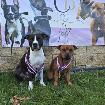 Cupid Crazy Smile a&nbsp;Bernard Hopkins Staffberry